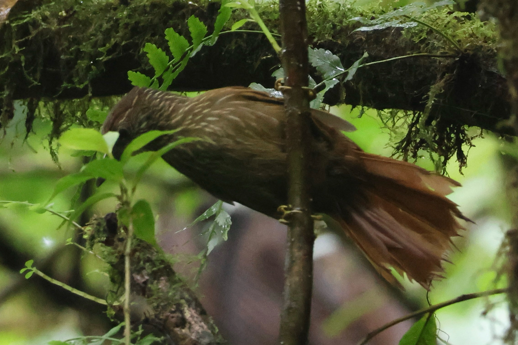 Lineated Foliage-gleaner (Syndactyla subalaris), photo 4