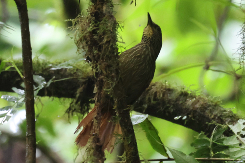 Lineated Foliage-gleaner (Syndactyla subalaris)