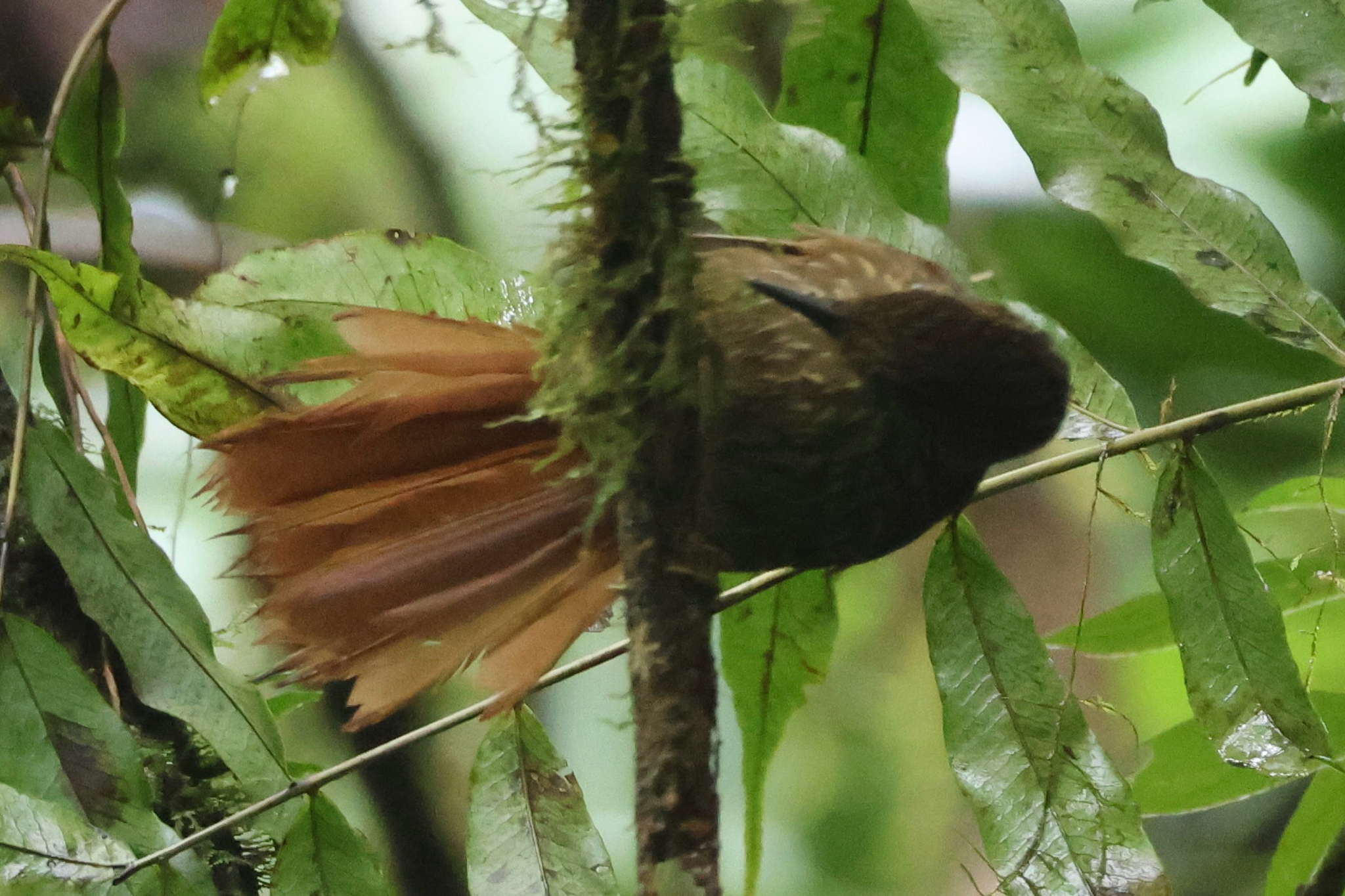 Lineated Foliage-gleaner (Syndactyla subalaris), photo 3