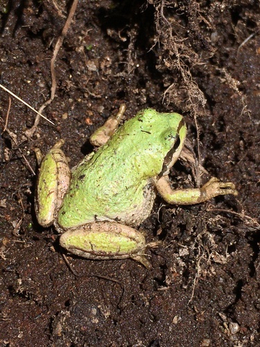 iNaturalist observation photo of Pacific chorus frog
