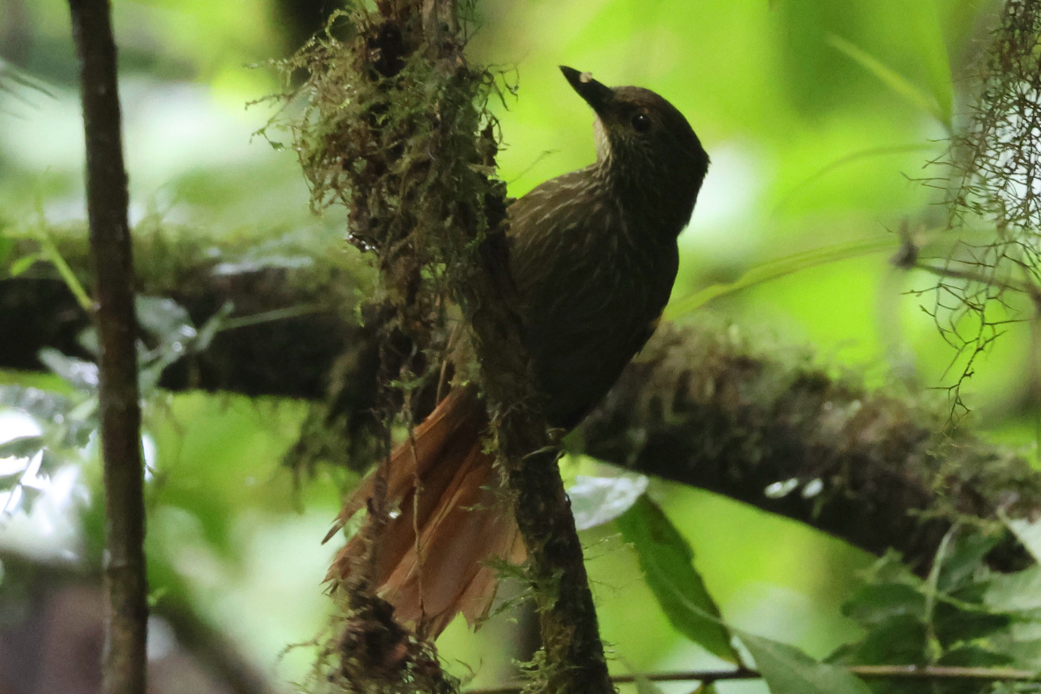 Lineated Foliage-gleaner (Syndactyla subalaris), photo 2