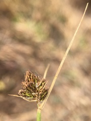 Carex athrostachya