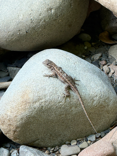 iNaturalist observation photo of Western Fence Lizard