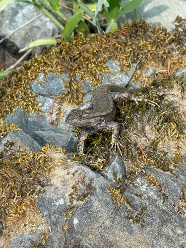 iNaturalist observation photo of Western Fence Lizard