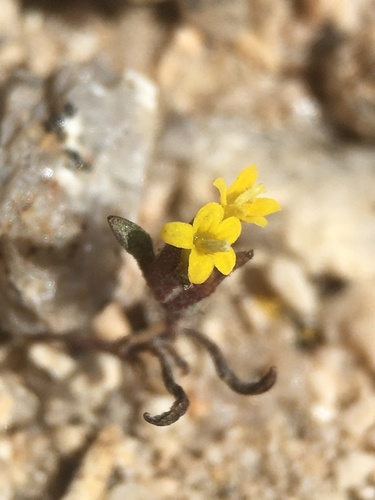 Image of Orochaenactis thysanocarpha by (c) Matt Berger, some rights reserved (CC BY)