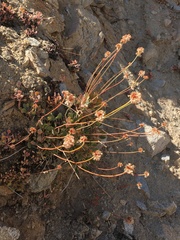 Eriogonum latens