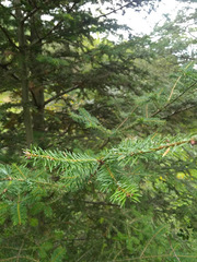 Abies vejarii