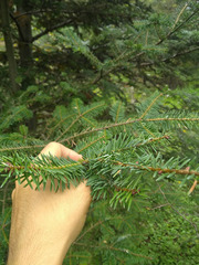 Abies vejarii