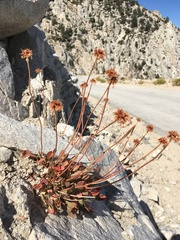Eriogonum latens