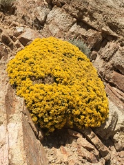 Ericameria cuneata cuneata