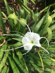 Hymenocallis liriosme