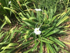 Hymenocallis liriosme