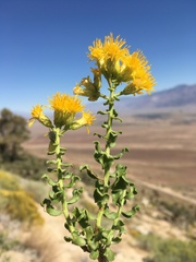 Ericameria cuneata cuneata