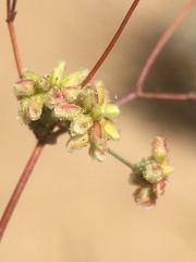 Eriogonum pusillum
