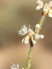 Eriogonum baileyi