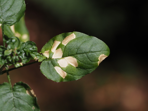 Sternmieren-Phacellia