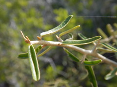 Atamisquea emarginata