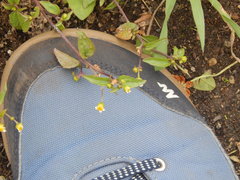 Galinsoga parviflora