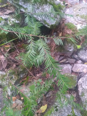 Taxus globosa