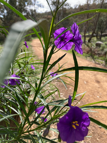 Solanum linearifolium, photograph 5