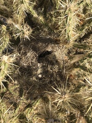 Campylorhynchus brunneicapillus