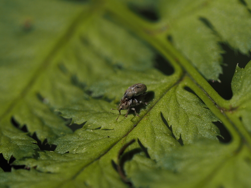 Früher Honigklee-Blütenrüssler