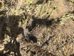 Campylorhynchus brunneicapillus