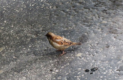 Passer domesticus