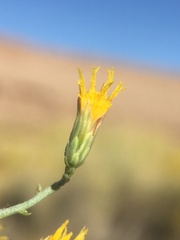 Leucosyris carnosa