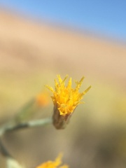 Leucosyris carnosa