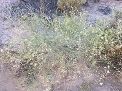 Leucosyris carnosa