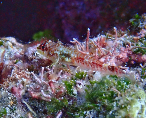 Manyband triplefin (Axoclinus multicinctus) — Tripterygiidae — 4