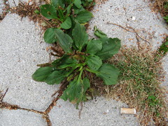 Plantago major