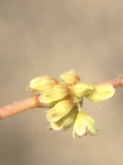 Eriogonum brachyanthum