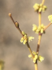 Eriogonum brachyanthum
