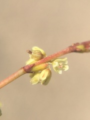 Eriogonum brachyanthum