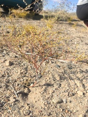 Eriogonum brachyanthum