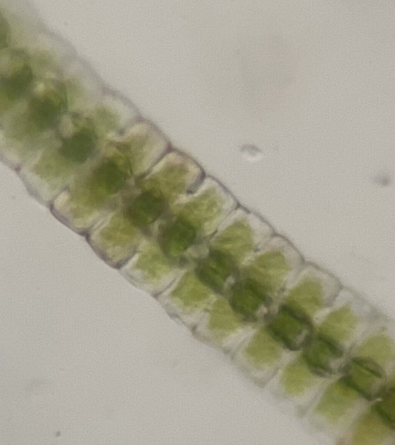 Phymatodocis nordstedtiana
