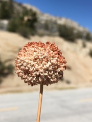 Eriogonum latens