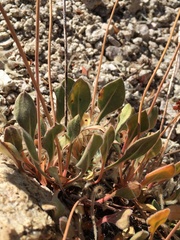Eriogonum latens
