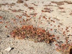 Eriogonum latens