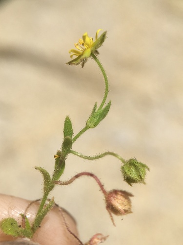 Image of Ivesia saxosa by (c) Matt Berger, some rights reserved (CC BY)