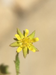 Ivesia saxosa