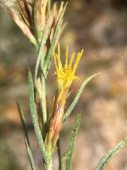 Ericameria parryi