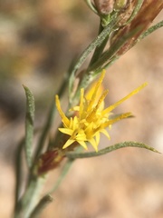 Ericameria parryi