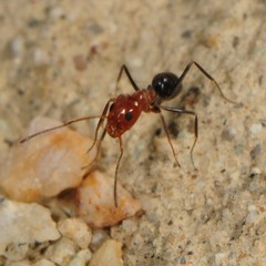Dorymyrmex bicolor