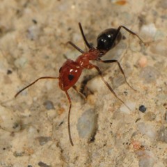 Dorymyrmex bicolor