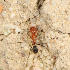 Dorymyrmex bicolor