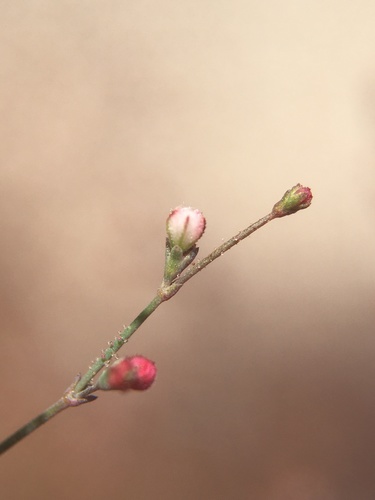 Image of Eriogonum parishii by (c) Matt Berger, some rights reserved (CC BY)