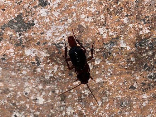 Turkestan cockroach